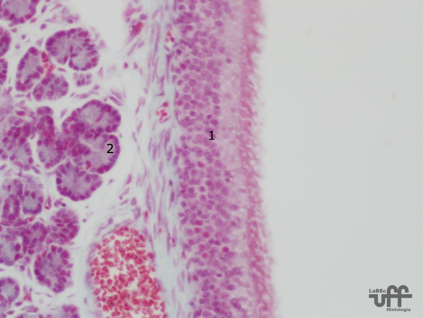 Epitélio Olfatório Atlas de Histologia Veterinária