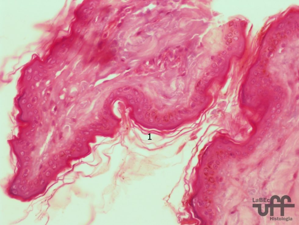 Epitélio Queratinizado Atlas de Histologia Veterinária